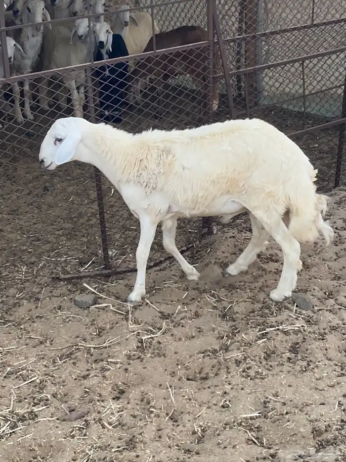 طلي حري جبر وفاخر جذع تبريكة ضيوف ولا مشروع فحل 2