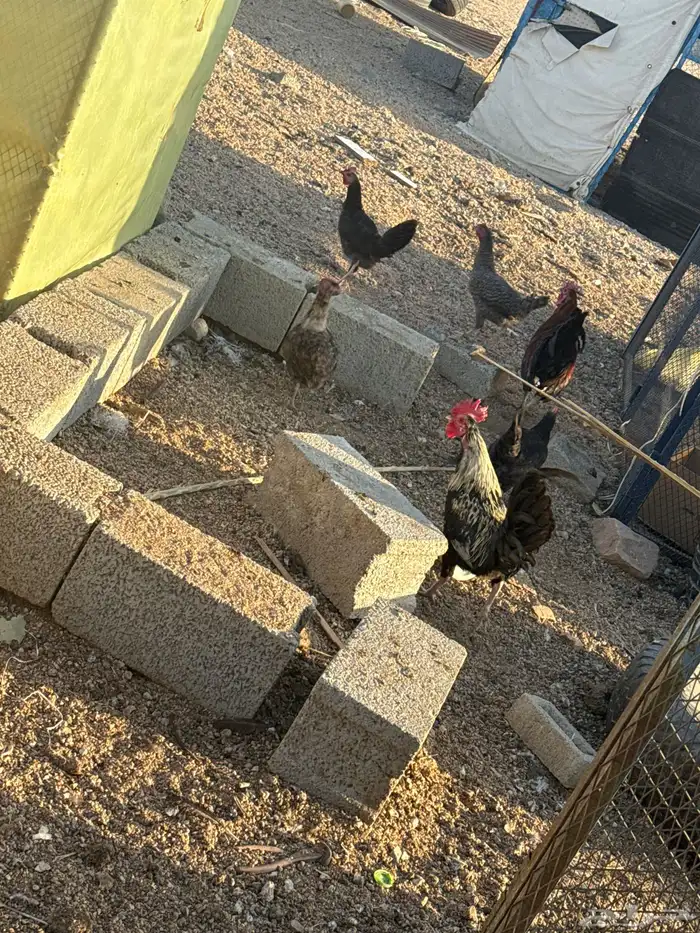 ديوك ودجاج بلدي العدد محدود 8