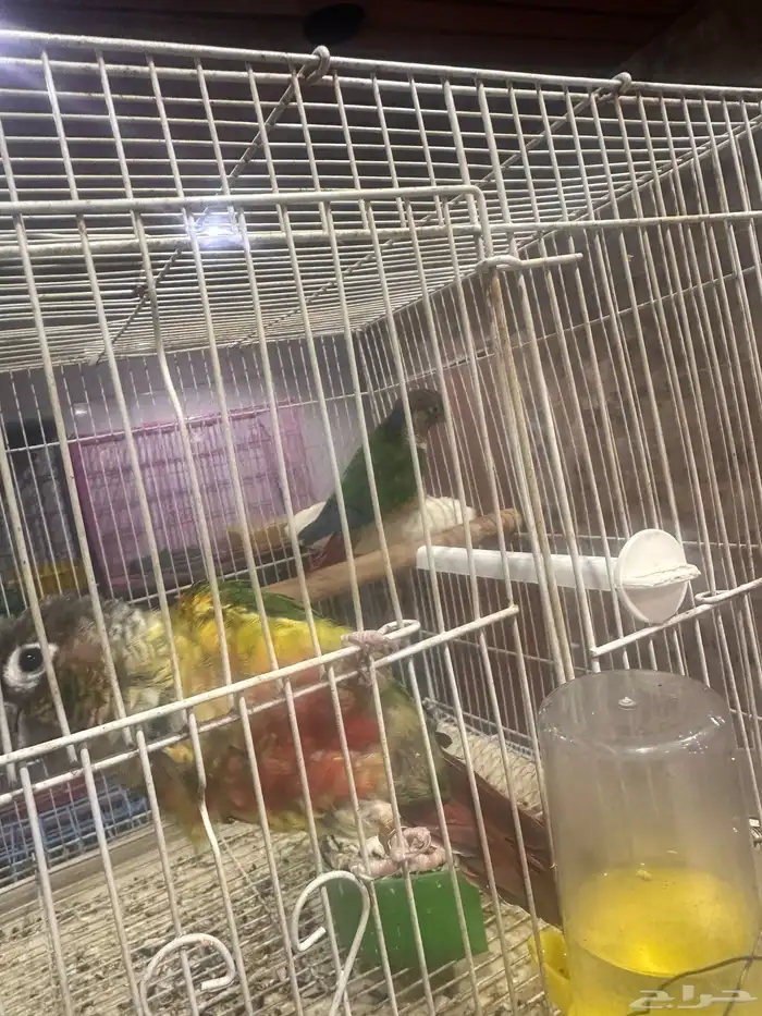 زوج كنيور يلو سايد 0