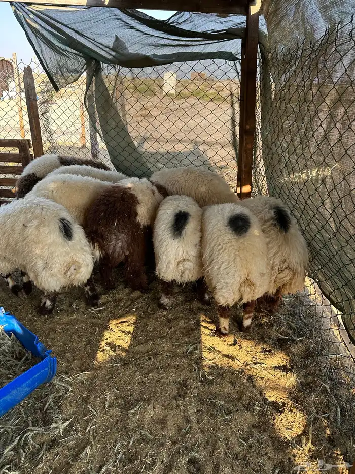 خرفان نعيم 5