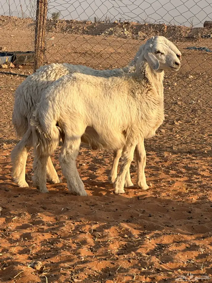 خرفان حريه 5