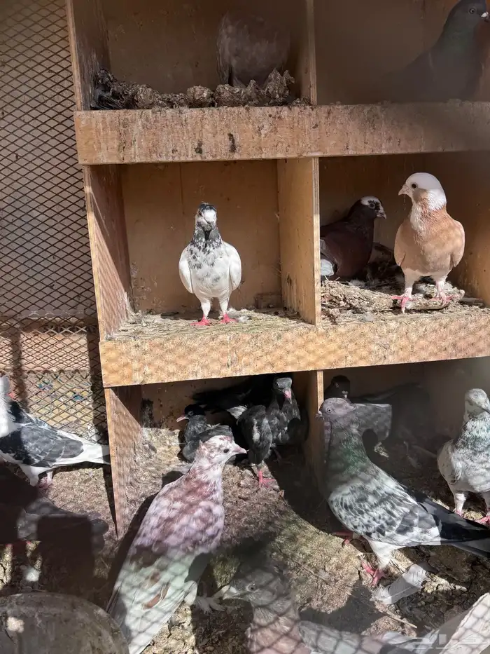 حمام مشكل اغلبه زينه 4