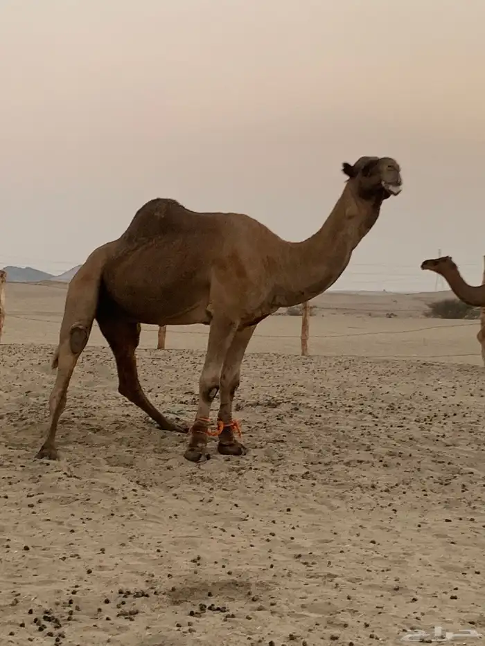 بعير للبيع 2