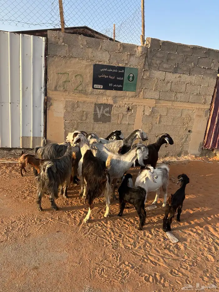 معزا متابيع 7 تحتها 6 3