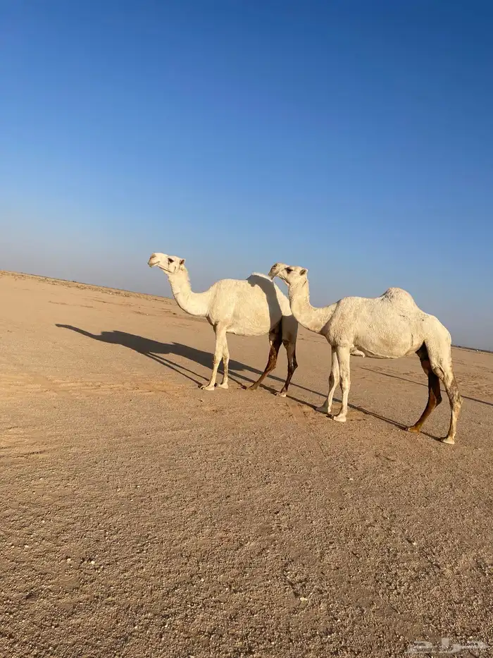 للبيع ضرايب كفووو 0