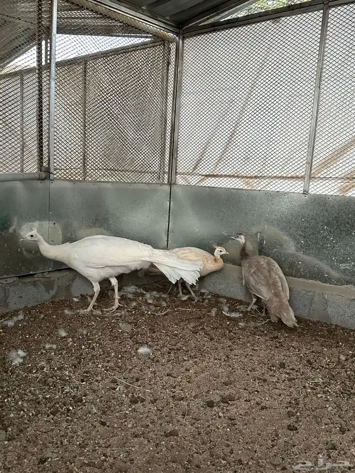 طاووس للبيع 1