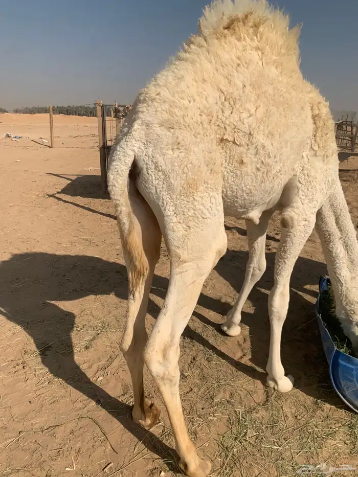 قعود ست شهور الخرج 5