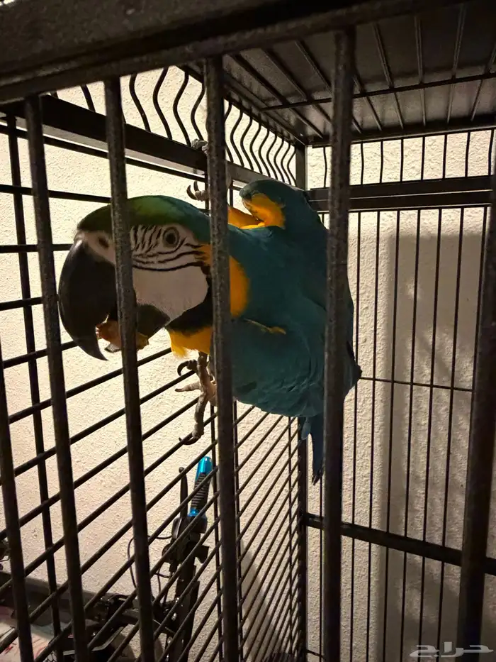 Blue and Gold Macaw (sold) (انباع) 2