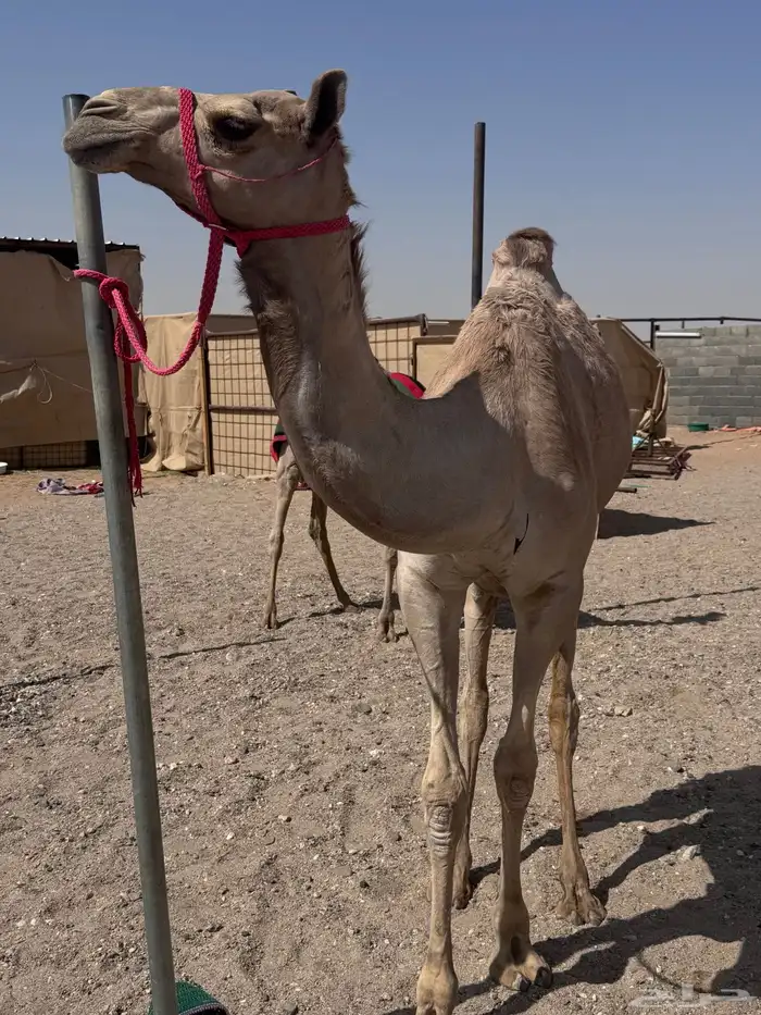 بكره حقه هجن 0