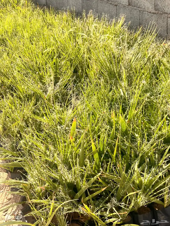 فرصة استثمارية ( نخيل واشنطونيا ) جمله سعر مغري 9