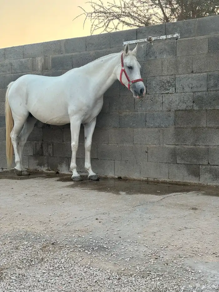 فرس شعبيه تحتها مهر 0