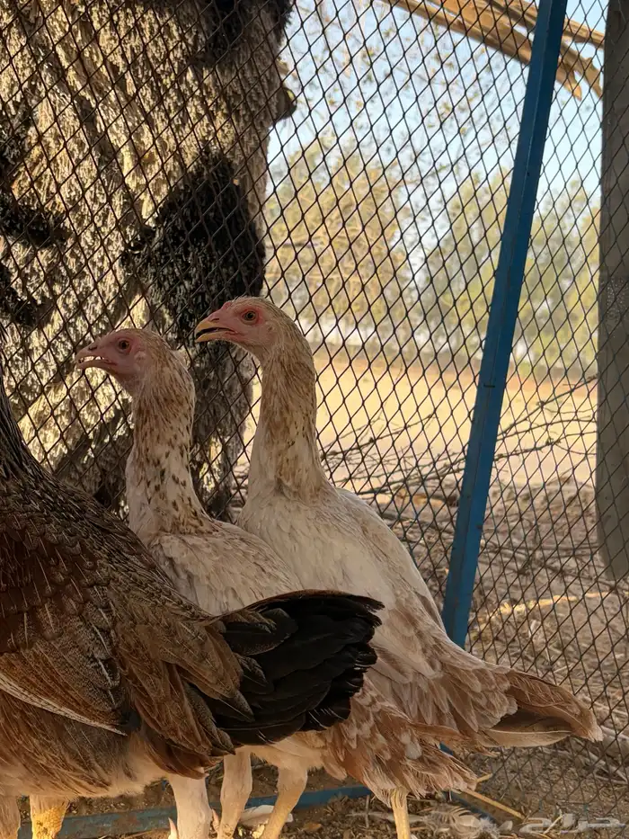 دجاجة باكستانية معها ثلاثة فروخ 6