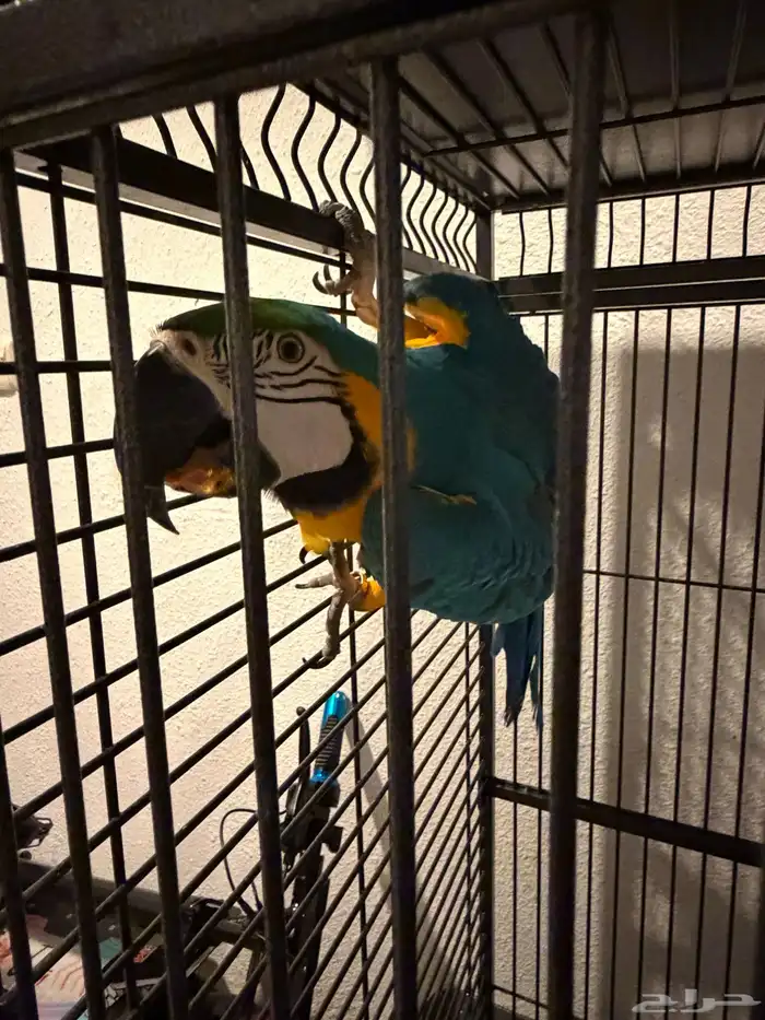 Blue and Gold Macaw (sold) (انباع) 7