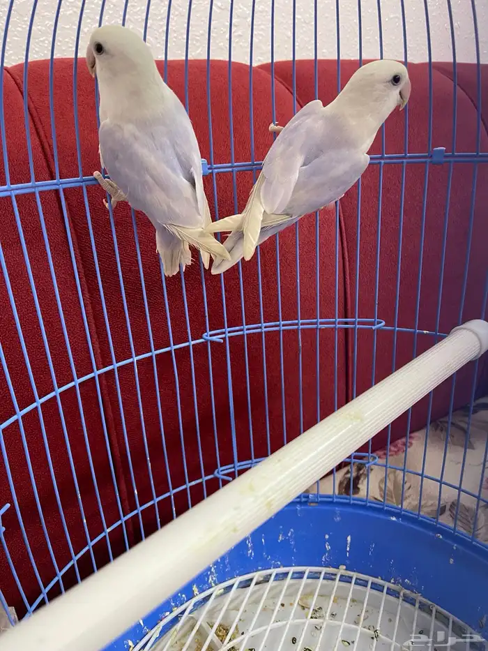 طيور روز نص ولافه 2