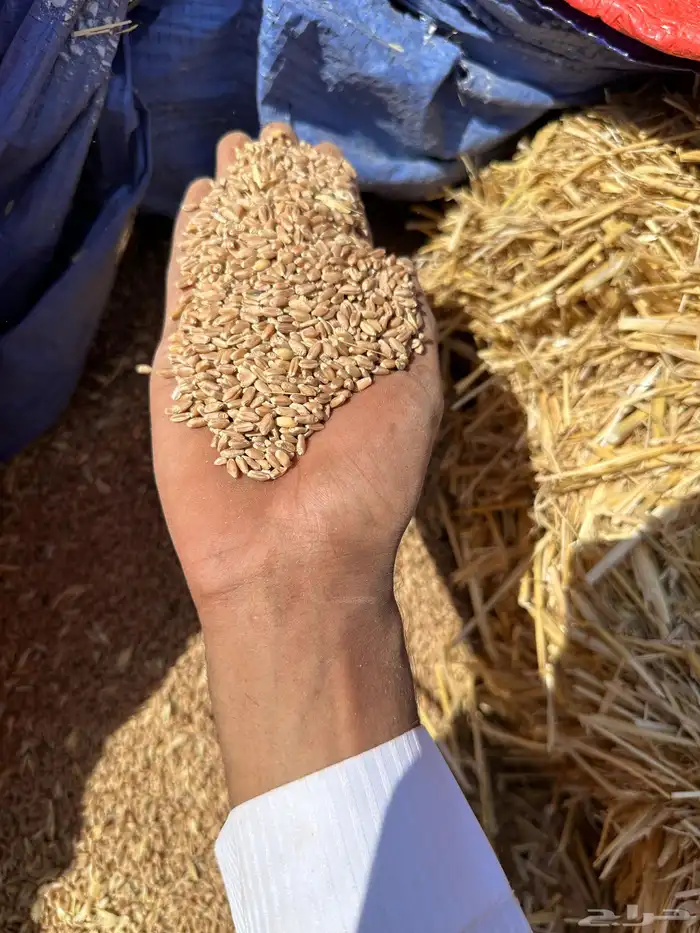 قمح سايب 600 طن السعر محمل 1420 0