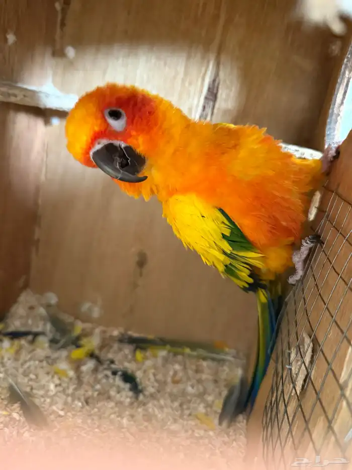 جوز صن كنيور 10