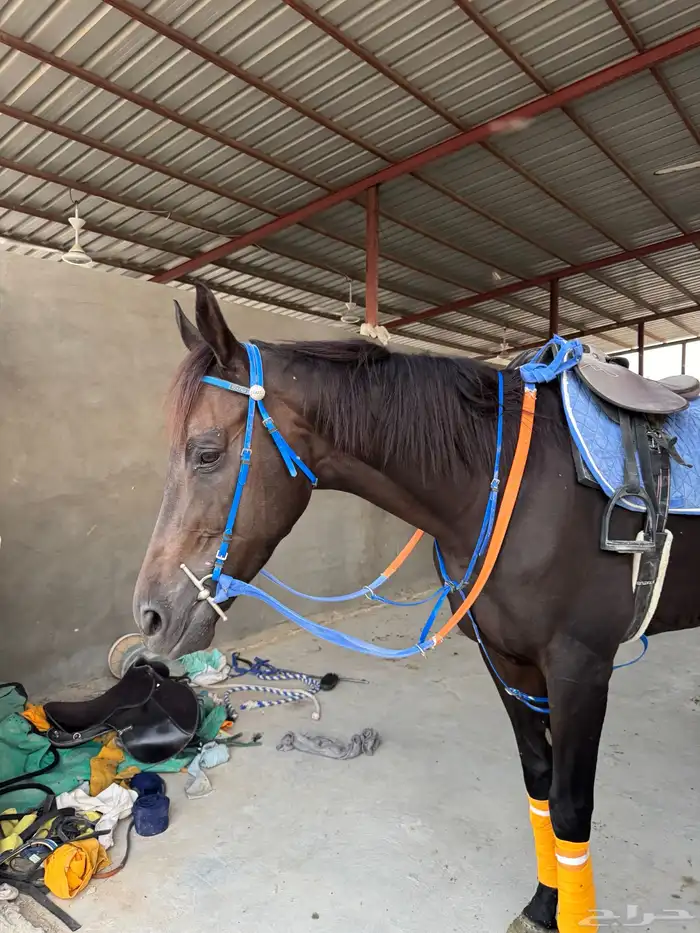 خيل 0