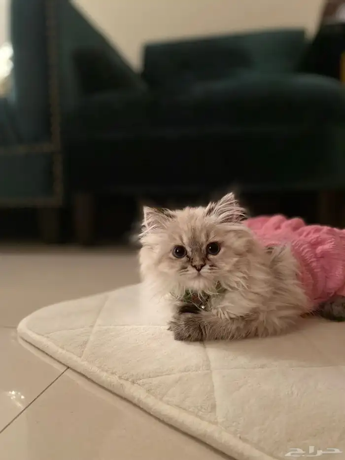 قطة هملايا 0