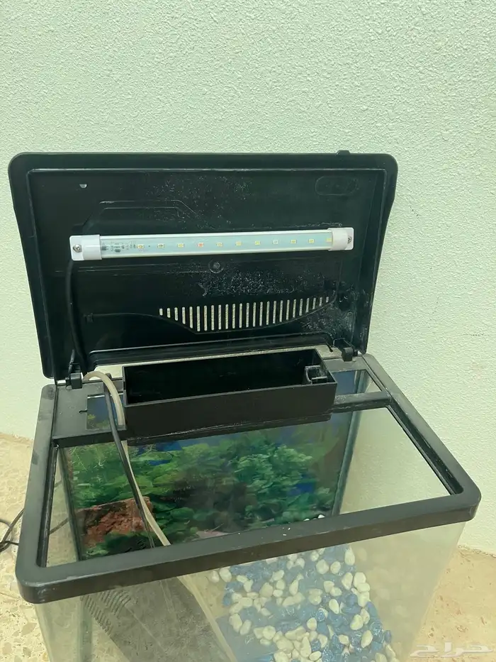 للبيع اسماك 1