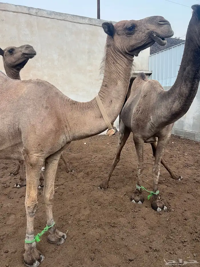 ابل عوادي وسواحل مراح واحد 9