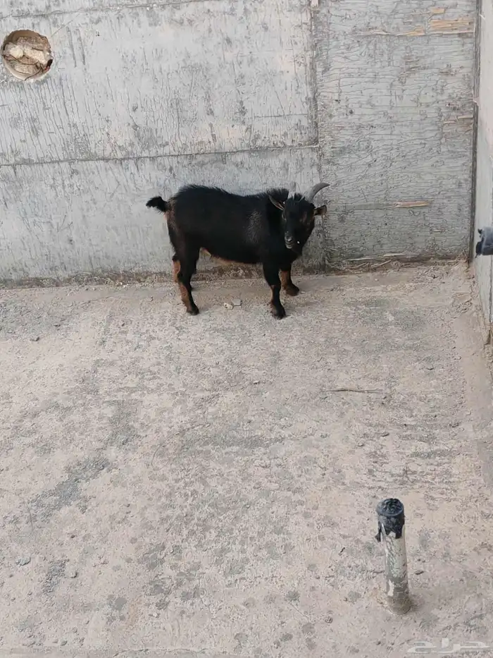 عنز أمريكي قزم للبيع 0