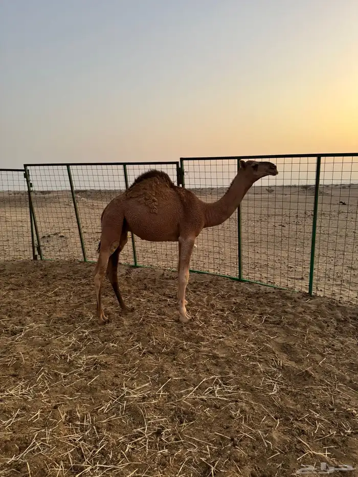 بعير احمر 5