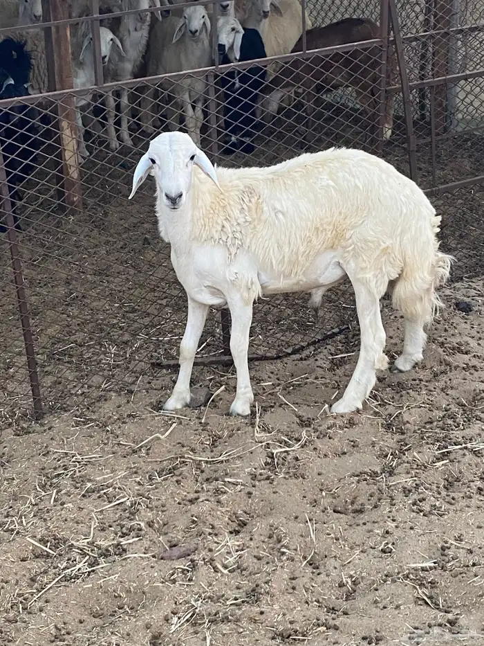 طلي حري جبر وفاخر جذع تبريكة ضيوف ولا مشروع فحل 3