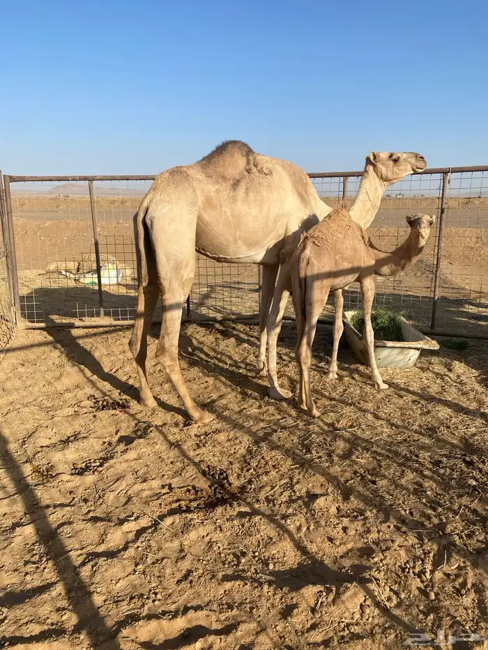 خل فه عمانيه للبيع 0