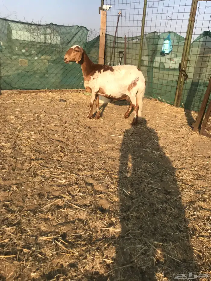 نعجه سواكنيه دافع للبيع 6