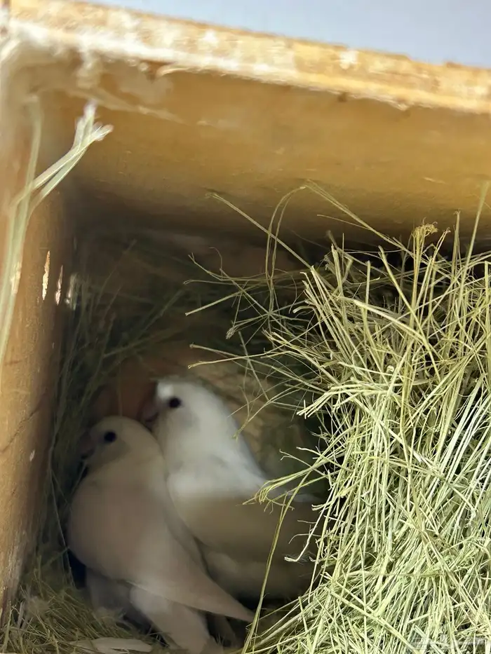 روز البينو 0