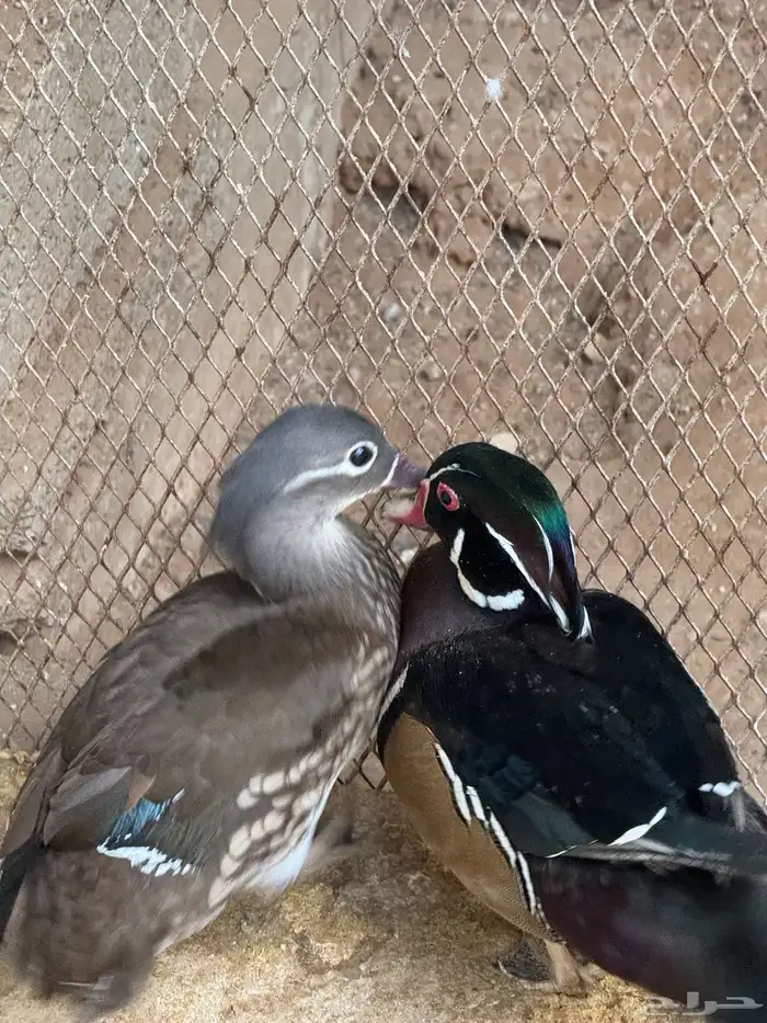 بط وود دك او بط الخشب او بط زينة 0