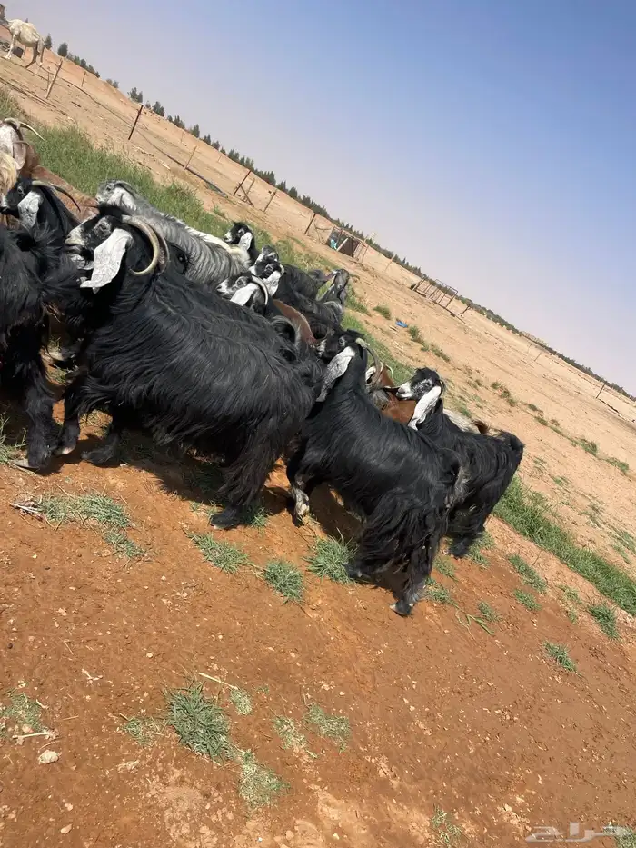معزا مراح صنف طيبه دفيع للبيع 6