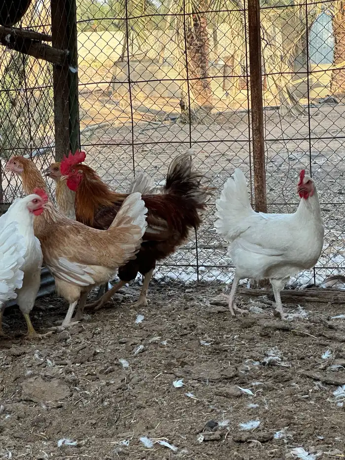 دجاج تركي بيور 8
