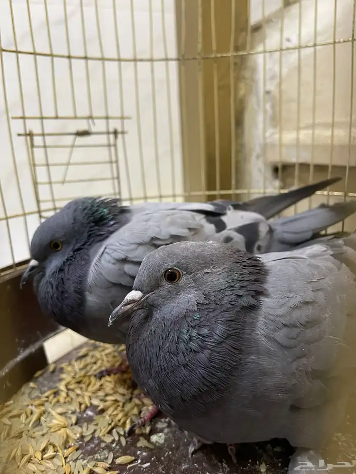 حمام جوز 2
