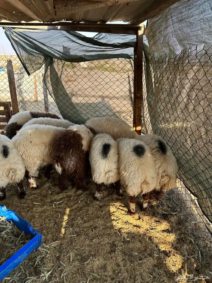 خرفان نعيم 4