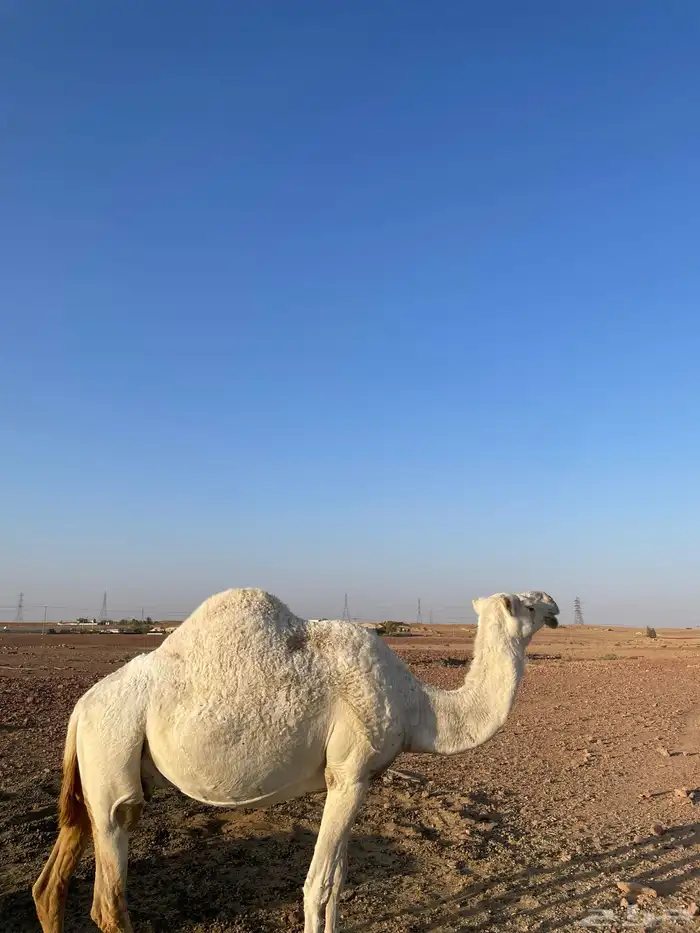 عشرا معها بكرة طيبة 0