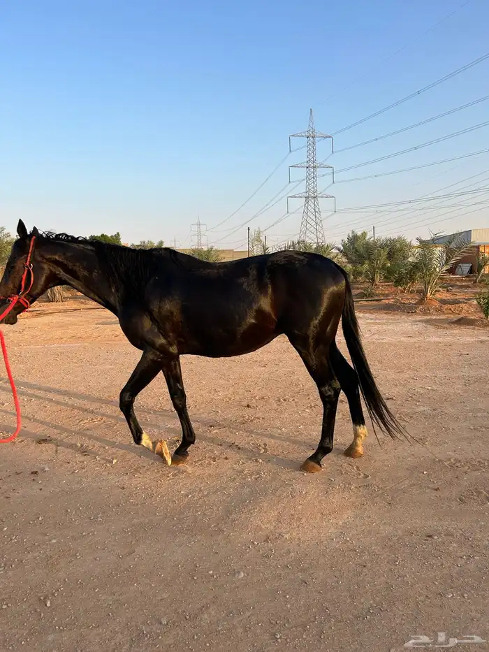 الخرج 3