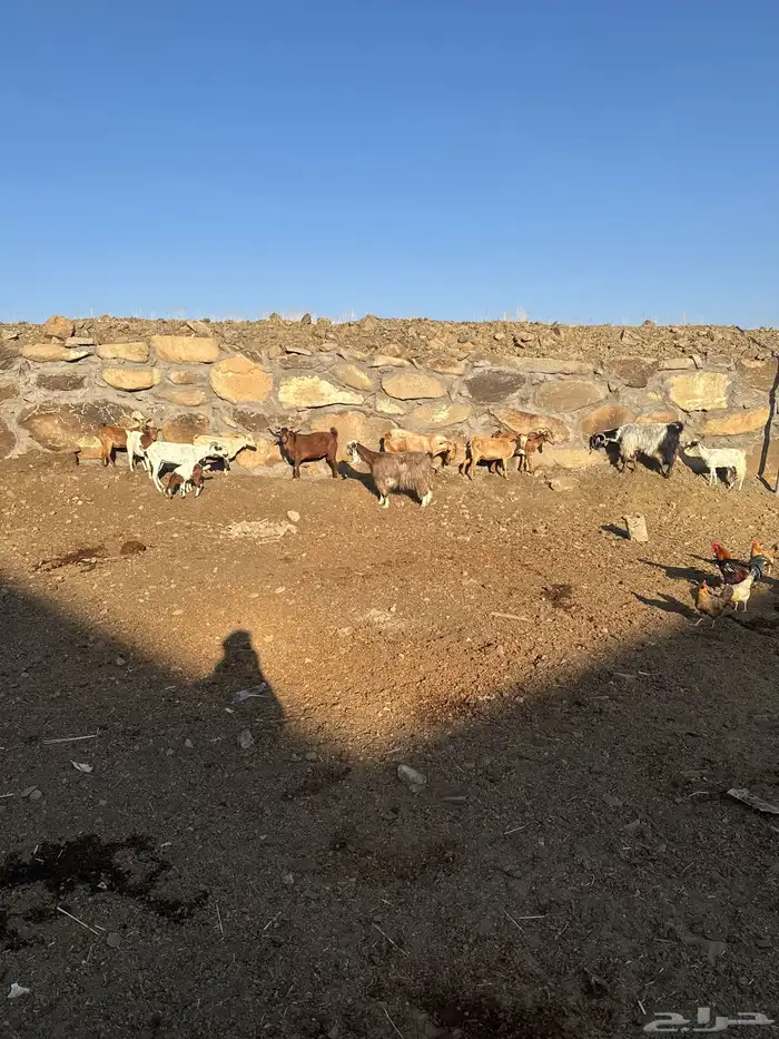 معزا عوارض وحص دفع ومعها 2فحول 0