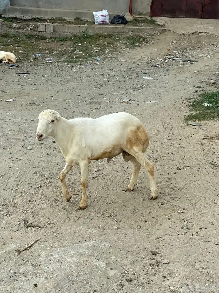 كبش 2