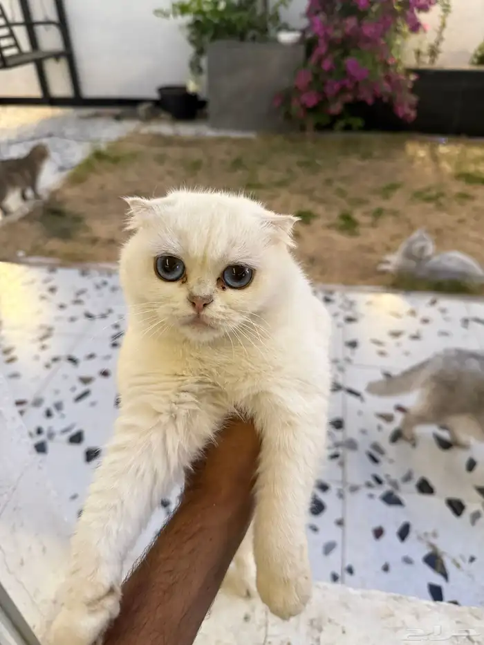 قط سكوتش انثى 7