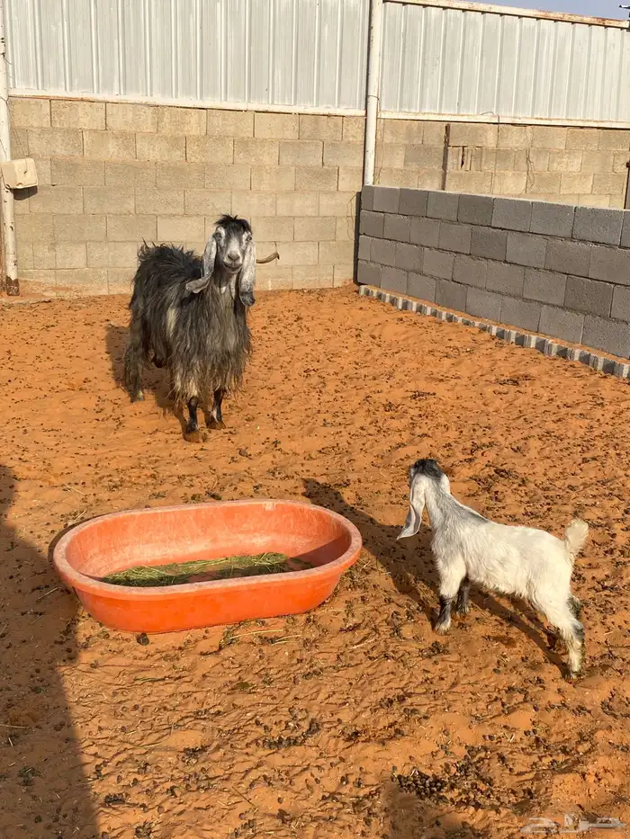 للبيع العنز 0