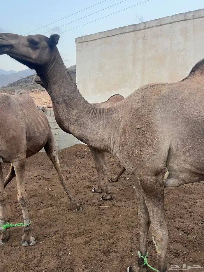 ابل عوادي وسواحل مراح واحد 6