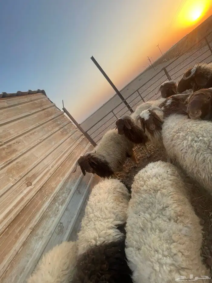 خرفان كفو عدد 12 صافي 1