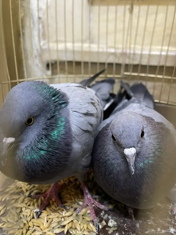 حمام جوز 0
