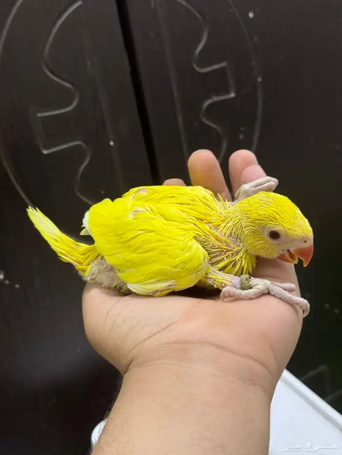 فرخ درة لاتينو غر 0