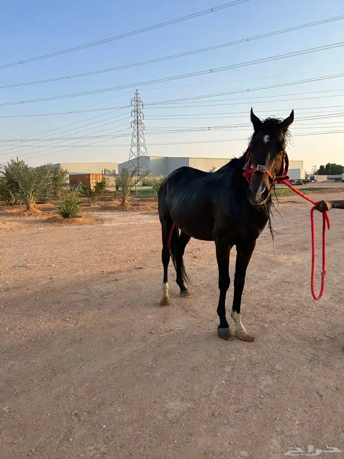 الخرج 0