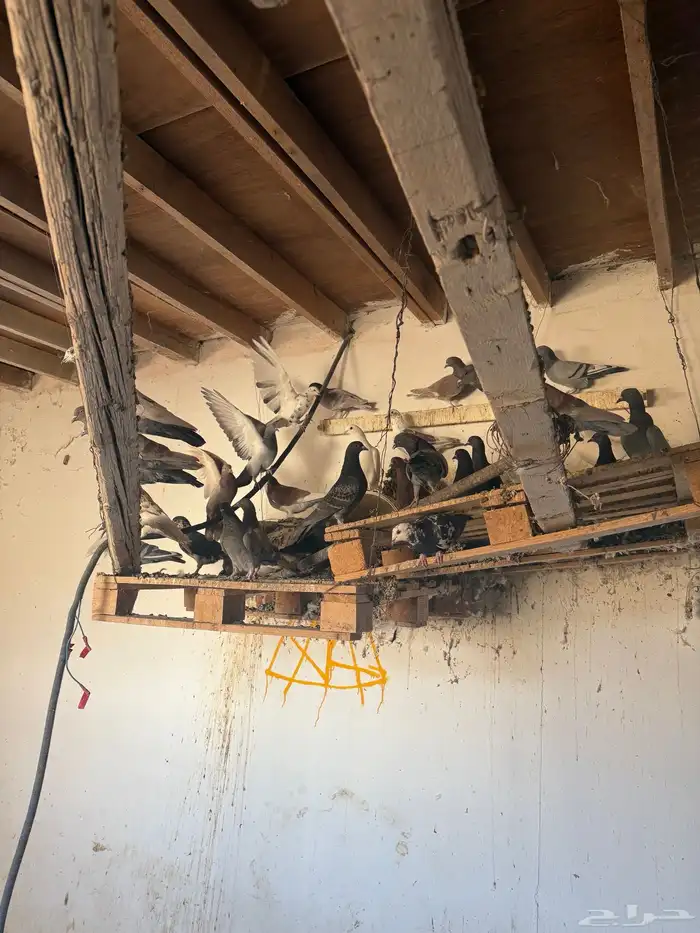 حمام فرنسي ومشكل 3