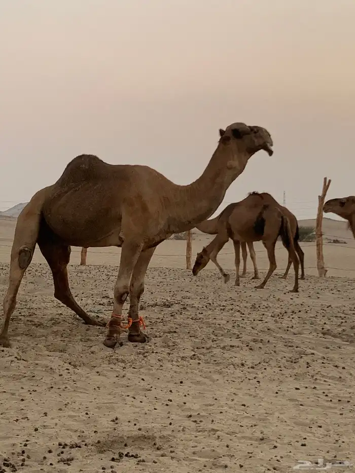بعير للبيع 0