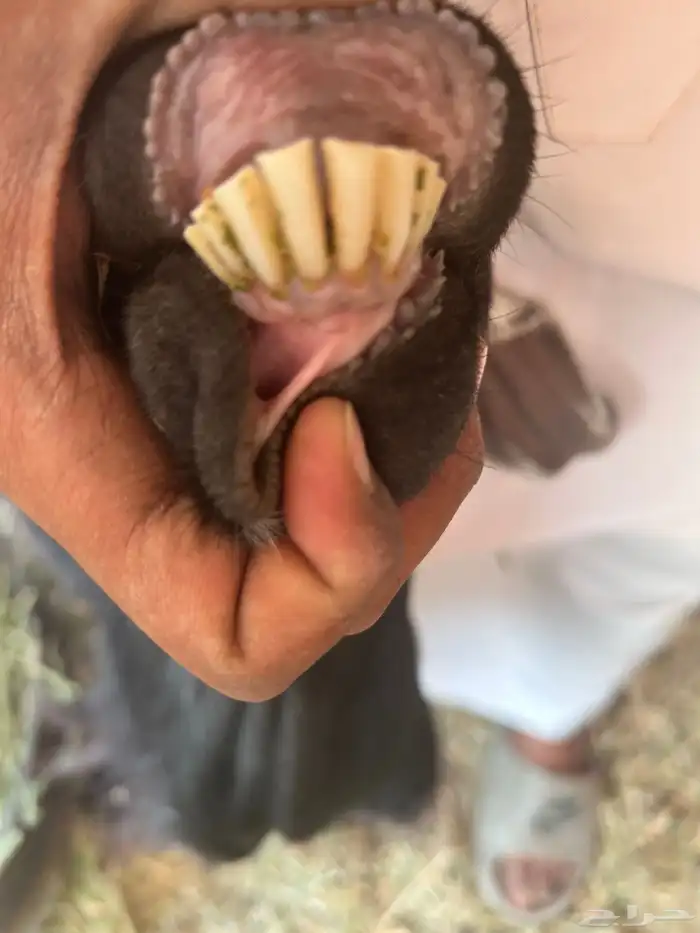 عنزين حري 0