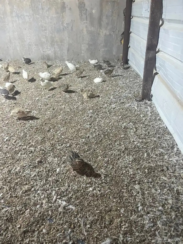 سمان 1